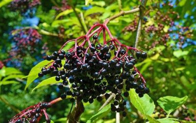 Elderberry Health Benefits